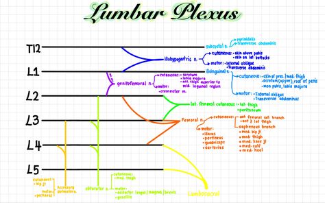 Lumbar Plexus Anatomy, Lumbosacral Plexus, Lumbar Plexus, Studying Anatomy, Body Muscle Anatomy, Medicine Aesthetic, Leg Anatomy, Physical Therapy School, Basic Anatomy