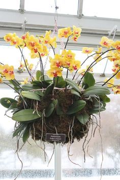 Hanging orchid basket Hanging Orchid, Indoor Orchids, Orchid Plant Care, Orchid Show, Staghorn Fern, Growing Orchids, Orchids Garden, Gardening 101, Flowers Arrangements