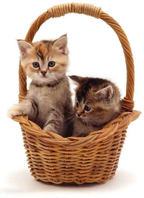 ♔ Kitten Quotes, Ginger Kitten, Kitten Wallpaper, Kitten Images, Small Kittens, Cat Basket, Kitten Photos, Kitten Pictures, Cute Cats And Kittens