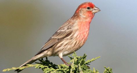 The House Finch is a recent introduction from western into eastern North America (and Hawaii), but it has received a warmer reception than other arrivals like the European Starling and House Sparrow. That’s partly due to the cheerful red head and breast of males, and to the bird’s long, twittering song, which can now be heard in most of the neighborhoods of the continent. If you haven’t seen one recently, chances are you can find one at the next bird feeder you come across. Red Headed Sparrow, European Starling, Cute Little House, Backyard Birds Watching, House Finch, Cute Little Houses, Bird Feeding, House Sparrow, Red Head