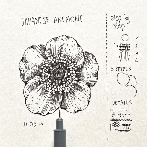 Alice (@alicelovesdrawing) • Instagram photos and videos Micron Pen Art, Sketchbook Assignments, Flowers Japanese, Japanese Anemone, Botanical Line Drawing, Flower Line Drawings, Flower Drawing Tutorials, Theme Nature, Flower Art Drawing