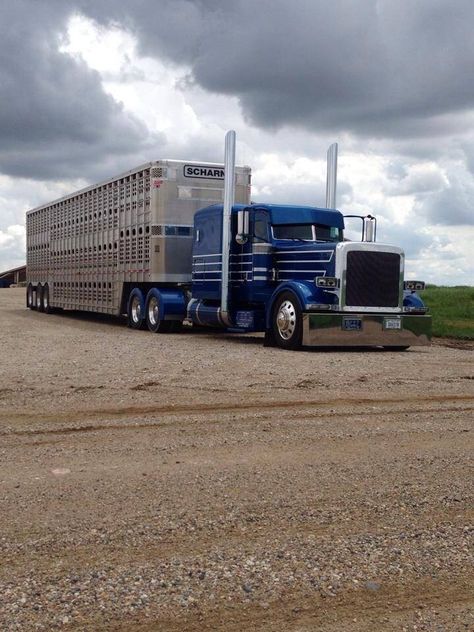 Sweet Semi Trucks Humor, Bull Hauler, Cattle Trucks, Chip Foose, American Trucks, Custom Trailers, Custom Big Rigs, Peterbilt 379, Trucking Life