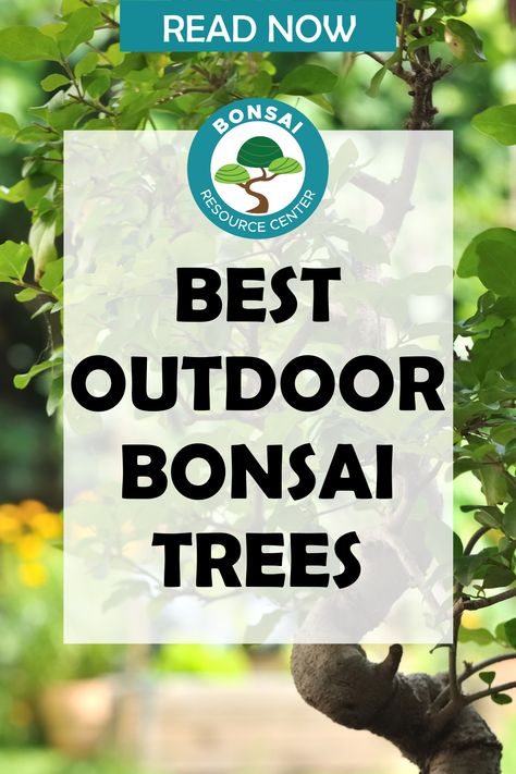 Outdoor Bonsai Tree, Garden Bonsai Tree, Tree Types, Bonsai Pruning, Bonsai Tree Types, Bonsai Care, Bonsai Soil, Gardening Inspiration, Indoor Bonsai