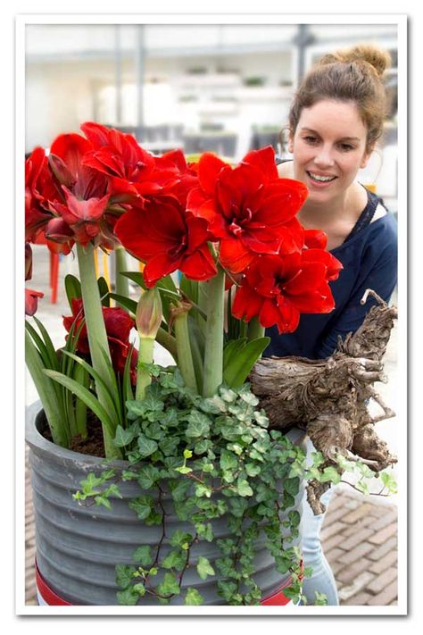 Amaryllis Garden Ideas, Forced Bulbs For Christmas, Amaryllis Planting Ideas, Amarillys Flowers, Amaryliss Flowers, Amaryllis Display, Amaryllis Arrangement, Amaryllis Care, Amaryllis Christmas