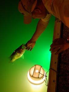 FishingLights 2 Night Fishing Hacks, Fish Information, Fishing Lights, Fishing Basics, Bass Fishing Lures, Night Fishing, Walleye Fishing, Bass Fishing Tips, Crappie Fishing