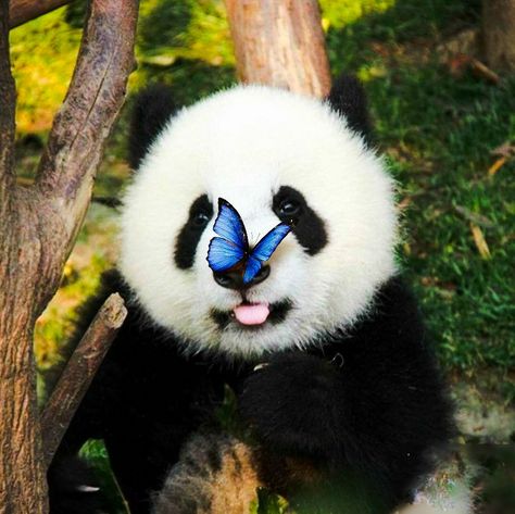 Butterfly Real, Panda Love, Pandas