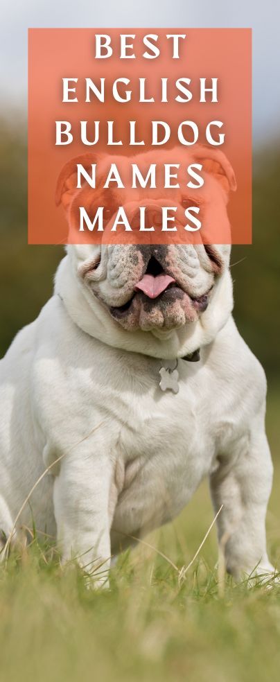 Calm, dependable, and absolutely adorable – if you’re an English Bulldog fan you’ll understand why they are a popular choice with many dog owners! Bulldogs are loved by canine fans around the world, and can often have unusual, funny, or just downright crazy names. But if your Bully is a boy, what are the best English Bulldog names for males? Original Dog Names, English Bulldog Names, English Boy Names, English Bulldog Funny, Crazy Names, Dog Names Unique, Boy Dog Names, Cool Boy Names, Dog Breed Names