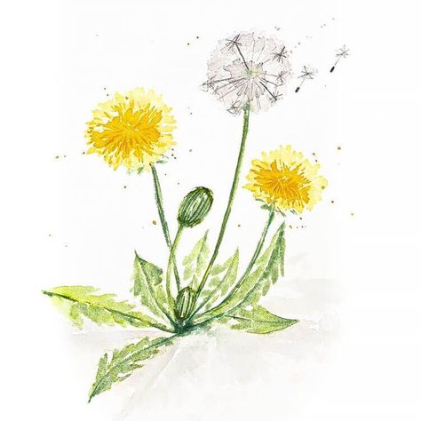 Danlion Flower Drawing, Spring Time Drawings, Paintings Of Dandelions, Dandelion Simple Drawing, Dandelion Illustration Simple, Dandilines Flower Drawing, Dandelion Art Drawing, Dandelion Drawing Easy, How To Paint Dandelions