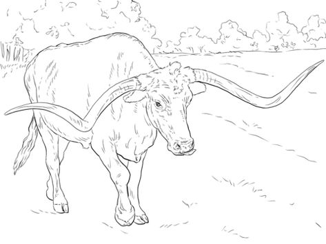 Realistic Texas Longhorn Coloring page Animal Colouring, Super Coloring Pages, Betty Boop Tattoos, Coloring Pages For Teenagers, Chisholm Trail, Drawing Pages, Eagle Drawing, Longhorn Cattle, Bass Fishing Shirts