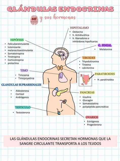 Med School Study, Medical Artwork, Ideas Notes, Studying Medicine, Medicine Notes, Medicine Studies, Medical Student Motivation, Nursing Student Tips, Medicine Student