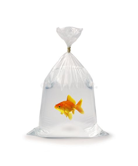 Goldfish In Plastic Bag. Goldfish in a plastic bag on a white background , #spon, #Bag, #Plastic, #Goldfish, #plastic, #background #ad Goldfish In A Bag, Object Drawing, Plastic Art, Fish In A Bag, Collage Design, Photo Reference, Goldfish, Art Reference Photos, A Bag