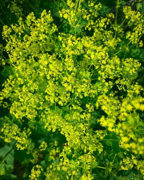 Lady’s Mantle is a spring flowering perennial that also makes a great filler in bouquets. It’s like Baby’s Breath but chartreuse. It has a long vase life and the flowers last on the plant for weeks before turning brown. As a plant, it will spread easily so be careful where you plant it. #ladysmantle #bouquetfiller #springflowers Lady's Mantle, Long Vase, Baby S Breath, Be Careful, The Plant, Growing Plants, The Flowers, Spring Flowers, Perennials