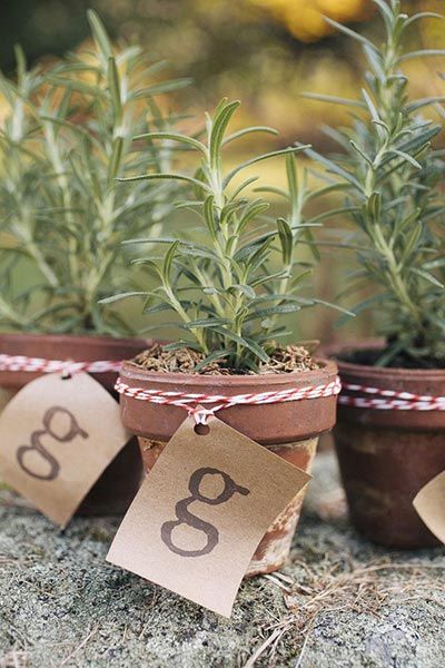 Rosemary, basil, or thyme plants make wonderful eco-friendly favors. Guests can plant them and use fresh herbs year-round in their cooking. Potted Rosemary, Plant Wedding Favors, Plants Wedding, Baby Shower Favours For Guests, Tattoo Plant, Inexpensive Wedding Favors, Diy Winter, Inexpensive Wedding, Eco Friendly Wedding