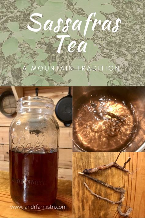 Sassafras Tea Benefits, Appalachian Herbalism, Appalachian Foraging, Dry Soup Mix Recipes, Herbal Living, Vintage Skills, Sassafras Root, Apocalypse Prep, Sassafras Tea