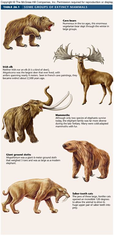 Extinct North American Animals, Animals That Are Going Extinct, Cenozoic Era Animals, Speculative Evolution Animals, Megafauna Mammals, Extinct Megafauna, Pleistocene Megafauna, Pleistocene Animals, Ice Age Animals