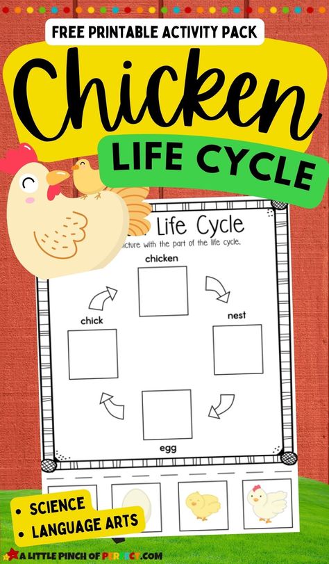 Chicken Life Cycle Activity Pack: FREE Worksheets for Preschool, Kindergarten, and Homeschool science and language arts. #kidsactivity #printable #homeschool Chicken Life Cycle Craft, Chicken Life Cycle Activities, Preschool Farm Crafts, Bird Life Cycle, Life Cycles Kindergarten, Life Cycles Preschool, Chicken Life Cycle, Life Cycle Craft, Spring Activity