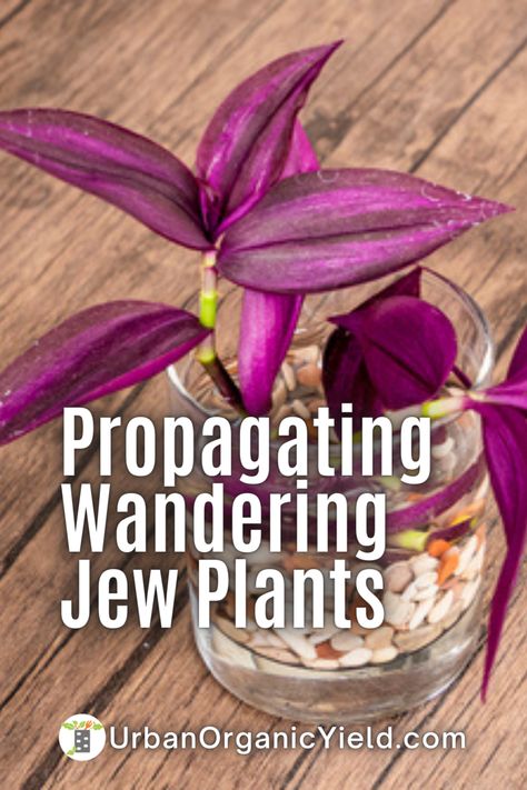 Purple Jew Plant, Jew Plant Purple, Inch Plant Propagation, Wondering Jew Plant Propagate, Wandering Dude Plant, Purple Wandering Jew Plant, Wandering Jew Plant Outdoors, Wandering Jew Planter Ideas, Wondering Jew Plant Care