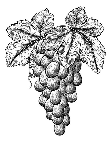 Bunch of Grapes on Grapevine and Leaves vector illustration Grapevine Drawing, Grapevine Illustration, Grape Drawing, Grapevine Leaf, Grape Plant, Bunch Of Grapes, Laser Engraved Ideas, Food Pics, Fruit Illustration