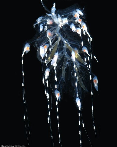 Alien Ocean, Strange Ocean Creatures, Creatures Of The Deep, Strange Sea Creatures, Bioluminescence Creatures, Deep Sea Animals, Jellyfish Pictures, Ocean Depth, Deep Sea Creatures