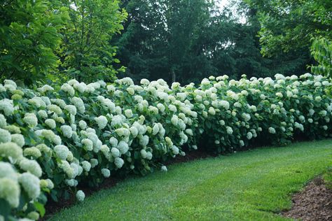 Landscape Layering, Hydrangea Hedge, Hydrangea Picture, Little Lime Hydrangea, Tall Ornamental Grasses, Different Types Of Plants, Hydrangea Landscaping, Smooth Hydrangea, Privacy Hedge