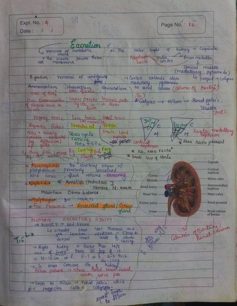 Notes of Chapter Excretory Products and Elimination of Unit Human Physiology. Excretory Products And Their Elimination, Renal Physiology, Learn Biology, Human Physiology, Study Flashcards, Biology Notes, Exam Papers, School Survival, Veterinary Medicine