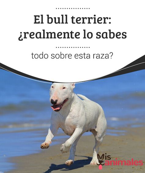 Cursed Animals, Bull Terriers, Bull Terrier Dog, Terrier Dog, Terrier Dogs, Bull Terrier, Horses, Dogs, Animals