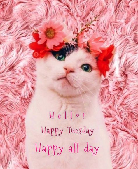 Good Morning Tuesday Good Morning Cat, Hello Tuesday, G Morning, Morning Cat, Good Morning Flowers Pictures, Good Morning Flowers, Happy Tuesday, Daily Photo, Flower Pictures