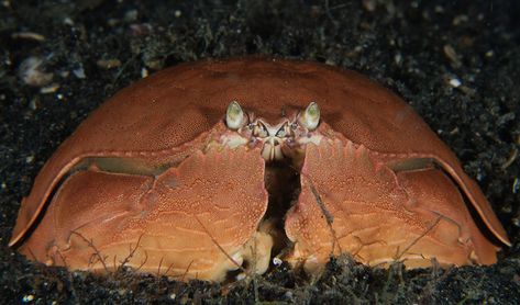 Shame-faced crab - Australian Geographic Shame Faced Crab, Crab Holding Fish, Emerald Crab, Crab Monster, Crab On Beach, Happy Pictures, Crustaceans, Arthropods, Sealife