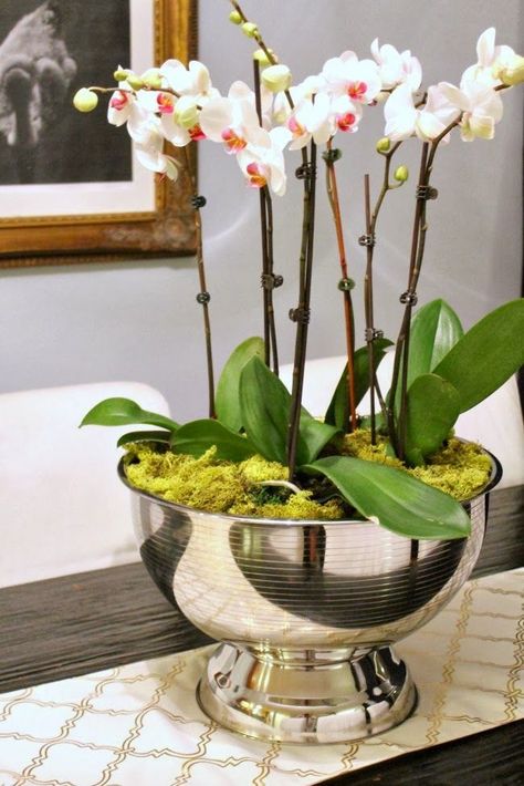 Decorating with Orchids and a Great Trick for Growing ThemThe Creativity Exchange Orchid Flower Arrangements, Orchid Centerpieces, Orchid Planters, Gubahan Bunga, Growing Orchids, Astuces Diy, Orchid Arrangements, Orchid Pot, Silver Bowl