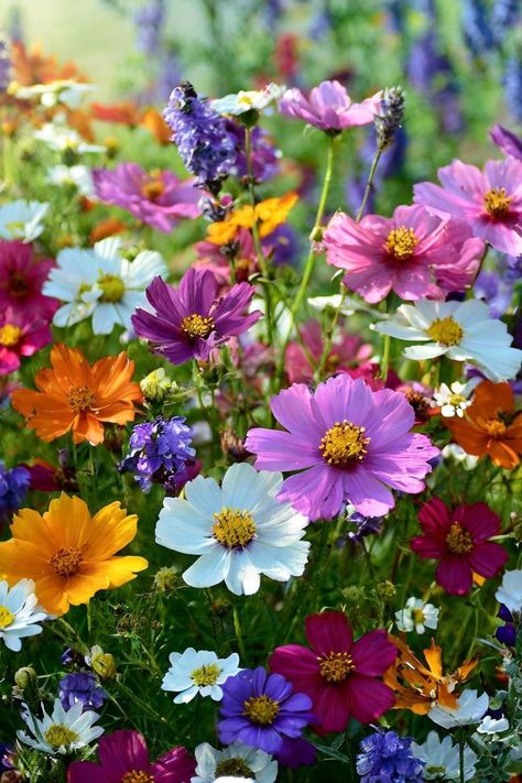 Types Of Wildflowers, Summer Blooming Flowers, Flower Varieties, Mallow Flower, Sunflowers And Daisies, Big Garden, Nothing But Flowers, Wildflower Garden, Mosaic Garden