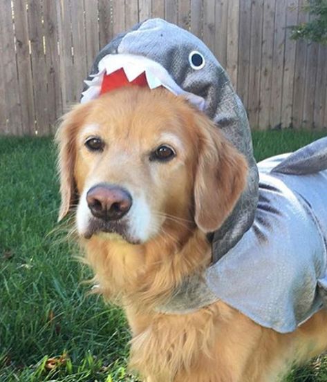 Shark Costume, Halloween Puppy, Shark Costumes, Very Cute Dogs, Avatar World, Kimchi, Instagram Feed, Funny Dogs, Golden Retriever