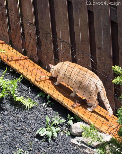 Our New Outdoor Cat Tunnel | Cuckoo4Design Cat Ramp Outdoor, Cat Tunnels For Outside, Diy Cat Tunnel, Cat Tunnel Outdoor, Cat Ladders, Cat Walkway, Outdoor Cat Tunnel, Diy Cat Enclosure, Cat Ramp