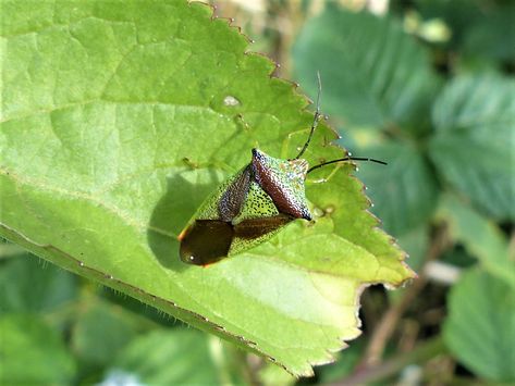 Hawthorn shieldbug, Acanthosoma haemorrhoidale, Bunakippaun Wood, Attyslany, September 2019. Hawthorn Shieldbug, Plant Leaves, Insects, Plants, Wood