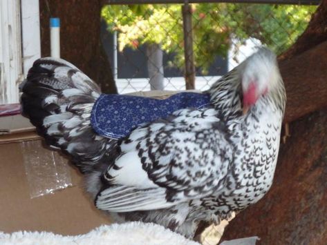 Chicken Saddle Pattern, Chicken Ladder, Chicken Clothes, Chicken Saddle, Chicken Accessories, Chicken Roost, Chicken Aprons, Raising Backyard Chickens, Keeping Chickens