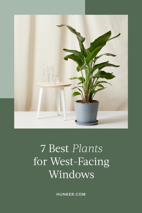 Here are seven great houseplants looking for a west-facing window. #hunkerhome #plants #westfacingwindows #plantideas #planttips West Window Indoor Plants, North Facing Window Plants, Plants For East Facing Window, West Facing Window Plants, Plants For North Facing Window, Plants For West Facing Window, West Facing Windows, Window Sill Plants, Best Office Plants