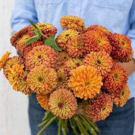 Orange Zinnia, Zinnia Elegans, Succession Planting, Flower Pot Design, Cut Flower Garden, Plant Spacing, Pot Designs, Fresh Cut Flowers, Flower Display