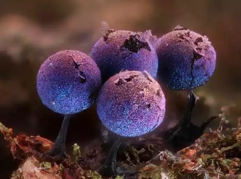 Elaeomyxa Cerifera is an iridescent fungi that produce spores that sparkle like a galaxy! - Imgur Amethyst Mushroom, Glowing Star, Types Of Fungi, Weird Plants, Slime Mould, Rare Gifts, Macro Photos, Solve Problems, Texture Color