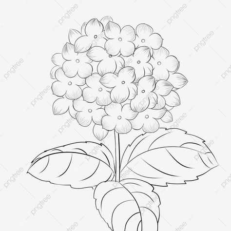 Drawing Hydrangea Flower, Hydrangea Doodle, Blooming Flower Drawing, Ma Logo, Wing Drawing, Loose Watercolor Flowers, Easy Flower Drawings, Hydrangea Painting, Dogwood Flower