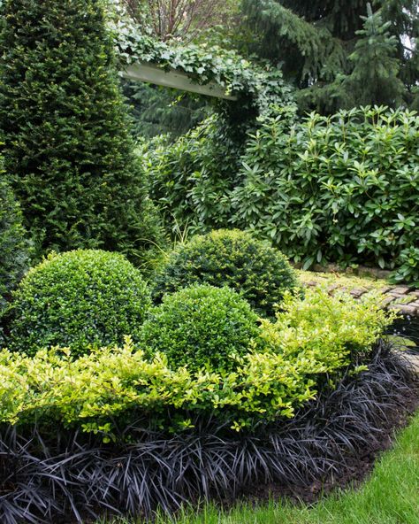 The best plants to grow under trees and shrubs | Weekend | The Times Black Mondo, Plants Under Trees, Hillside Garden, North Garden, Commercial Landscaping, Front Garden Design, Front Yard Garden Design, Farmhouse Landscaping, Plants To Grow