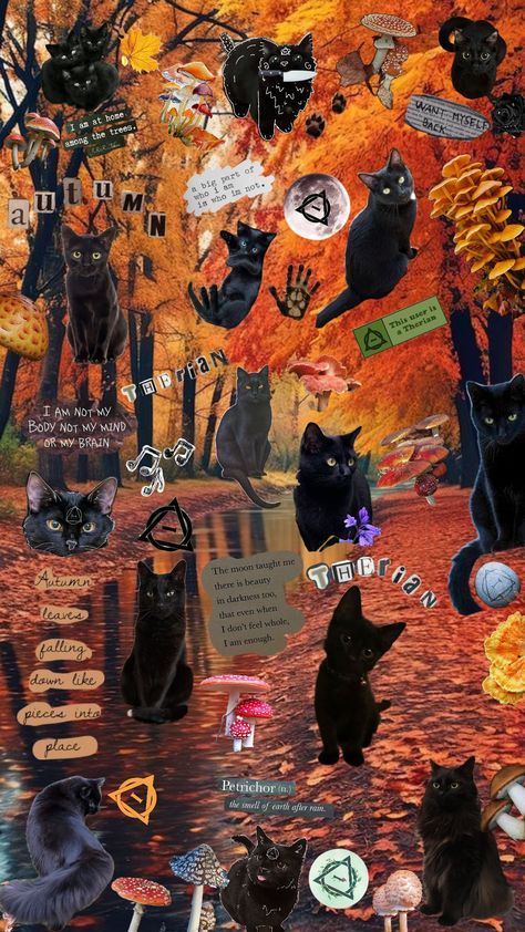 Black cat claudotherian & autumn wallpaper! #autumn #september #october #slay #therian ##alterhuman #therianthropy #blackcat #blackcattherian ##blackcatclaudotherian #claudotherian #fyp Therian Wallpaper Black Cat, Black Cat Collage Wallpaper, Therian Black Cat, Black Cat Therian, Cat Wallpaper Iphone, Fall Board, Wallpaper Autumn, Fall Boards, Cat Collage