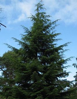 Western hemlock Hemlock Tree, Western Hemlock, Canadian Hemlock, Evergreen Landscape, Oregon Forest, Forest Resources, Tree Identification, Evergreen State, Tree Seeds