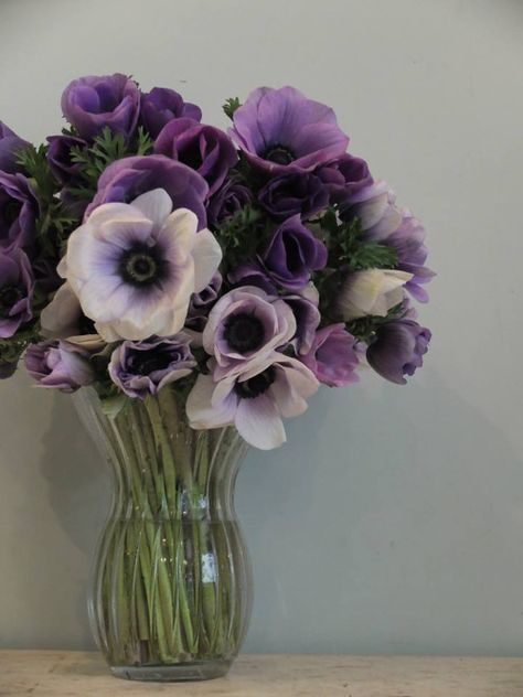 . Family Flowers, Flower Arrangements Simple, Modern Flower Arrangements, Anemone Flower, Spring Mood, Rare Flowers, Beautiful Flower Arrangements, Modern Flower, Single Flower