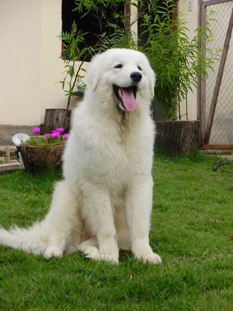 The Kuvasz (Kuvaszok) is an ancient Hungarian breed of dog herdsman.- The Kuvasz does an incredible job at protecting families and are always concerned, aware, and prepared for all situations. Because of the breeds history being a working dog for shepherds, the breed doesn’t enjoy typical dog activities Hungarian Kuvasz, Hungarian Dog, Loyal Dog Breeds, Ras Anjing, Maremma Sheepdog, Guard Dog Breeds, Best Guard Dogs, Livestock Guardian Dog, Great Pyrenees Dog