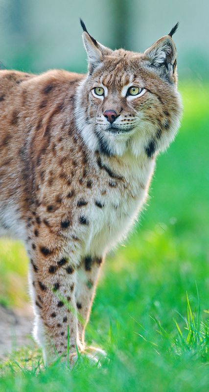 Attentive Luca | Luca the lynx in the grass, looking at some… | Flickr Cat Kingdom, Eurasian Lynx, Small Wild Cats, Animals Pictures, Exotic Animals, Charles Darwin, Big Cat, Cat Aesthetic, Wildlife Animals