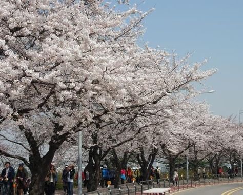 Yeouido Park, Ocean Waves Photography, Gabriels Inferno, Korea Trip, Lion Head Tattoos, Waves Photography, Korea Travel, Ocean Animals, Ocean Waves