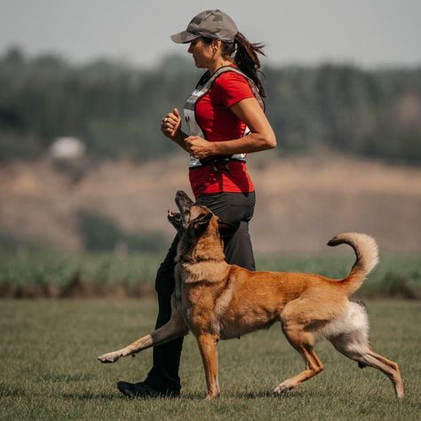 Teach your dog to respond to hand signals, a valuable skill for communication in noisy or distracting environments. Igp Dog, Belgian Malinois Dog, Malinois Dog, Dog Training Classes, Me And My Dog, Life Rules, Belgian Malinois, Sporting Dogs, Dog Obedience