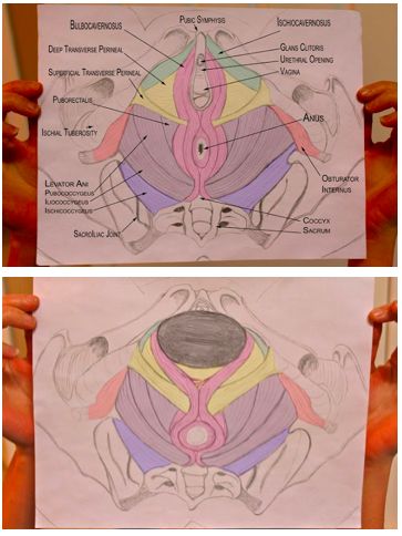 These diagrams depict the pelvic floor muscles as they are normally (at rest) and then during childbirth when the baby is crowning. http://pelvichealthphysio.blogspot.fr/2013/12/pelvic-floor-muscles-and-pregnancy.html Pelvic Health, Human Body Anatomy, Pelvic Floor Muscles, Gold Jewelry Stores, Body Anatomy, Medical Technology, Pelvic Floor, Jewelry Stores, E-book