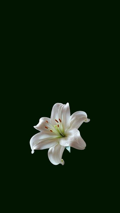 Green Flower, Green Flowers, Pretty Wallpapers, Dark Green, Flowers, Green, Quick Saves