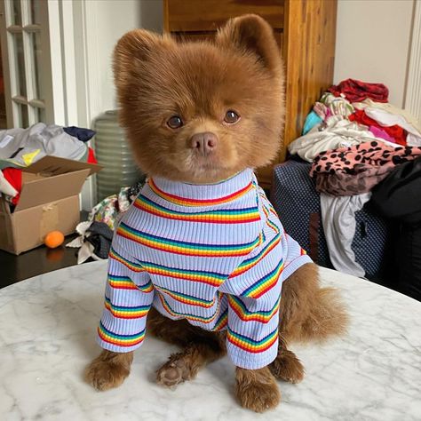 @bertiebertthepom shared a photo on Instagram: “A sweet Sunday so far for this little mister #sundayfunday #bonkitup #tugtug #chocolatepom #pomeranian” • Sep 27, 2020 at 9:17pm UTC Teddy Bear Pomeranian, Sweet Sunday, Dream Dog, Sunday Funday, Cuteness Overload, Cute Puppies, Instagram A, Dogs And Puppies, Cute Dogs