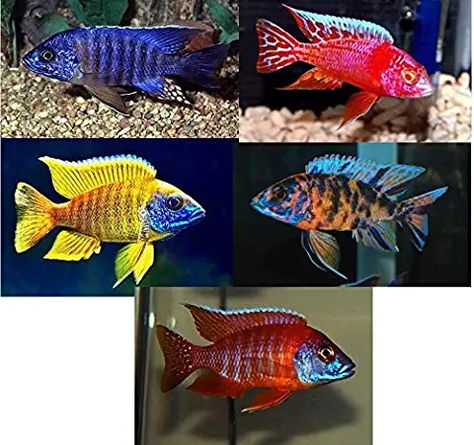 African Cichlids Tank, African Cichlid Tank, African Cichlid Aquarium, Cichlid Aquarium, Malawi Cichlids, Mbuna Cichlids, Backyard Aquaponics, Cichlid Fish, Fire Mouth Cichlid